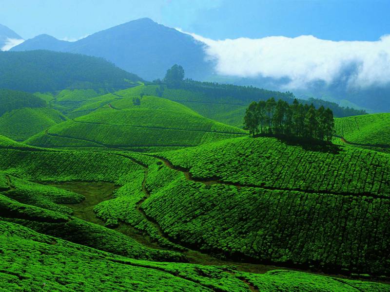 Munnar Tour Package3 Days & 2 Nights