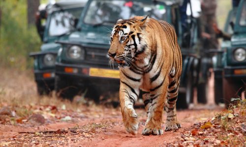 Wildlife Tour Jaipur - Ranthambore