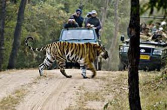 Bandhavgarh Wildlife Century Tour