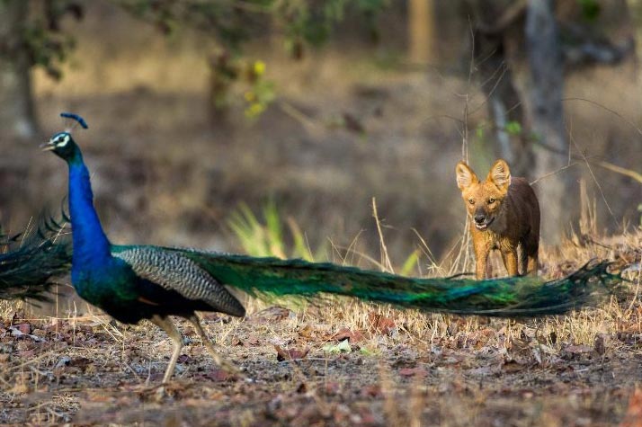 Pench National Park Tour Package