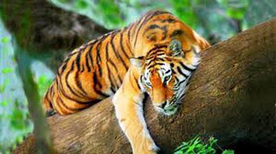 Golden Triangle With Wildlife Tour