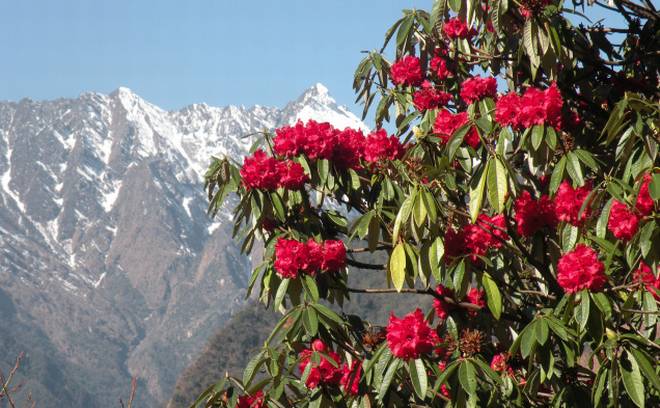Tour Packages for Pelling- Yuksom- Okhrey (varsey Rhododendron Sentury).