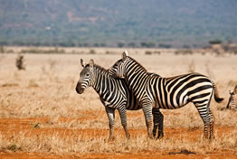 2 Days Tsavo East Budget And Safari Luxury Tour From Mombasa