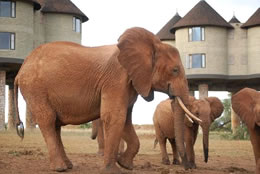 2D Tsavo East - Taita Game Sanctuary Budget And Luxury Safari Tour From Mombasa