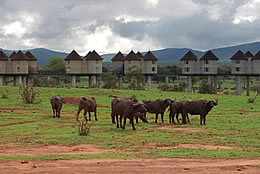 2D Ngutuni Sanctuary - Taita Game Sanctuary Budget - Luxury Safari Tour From Mombasa