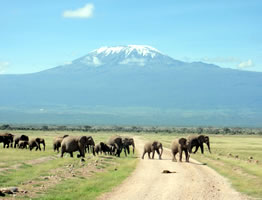 2 Days Amboseli Express Budget And Luxury Safari Tour From Mombasa