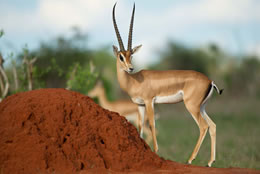 3D Tsavo East - Taita Sanctuary Budget - Luxury Safari Tour From Mombasa