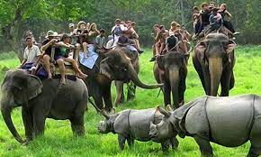 Explore Kaziranga National Park 1 Night - 2 Day Tour