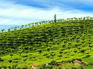 Hills of Southern India with Flights Tour