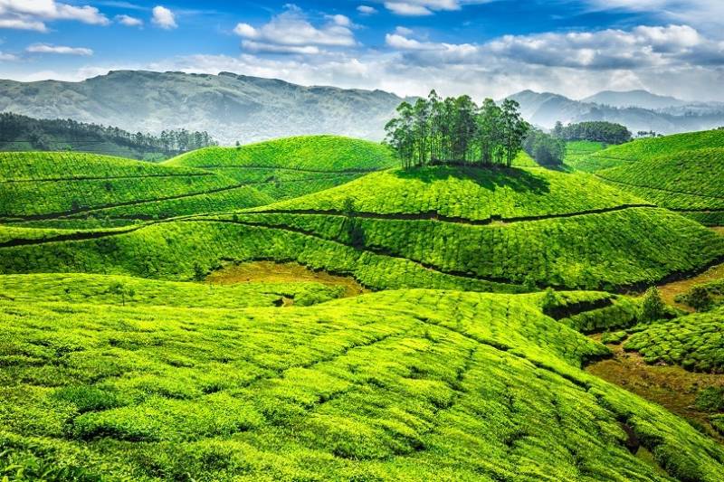 5 Days Cochin - Munnar Tour