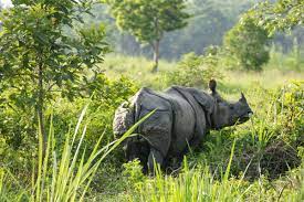4 Night and 5 Days Pokhara Chitwan Tour Package