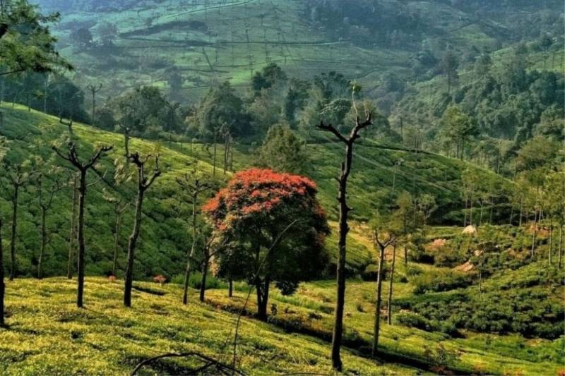 4 Nights 5 Days Ooty - Kodaikanal Tour