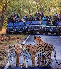 3 Days Tiger Photographic Safari Tours In Tadoba