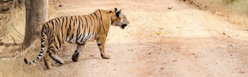 2 Days Tour Package Kanha National Park