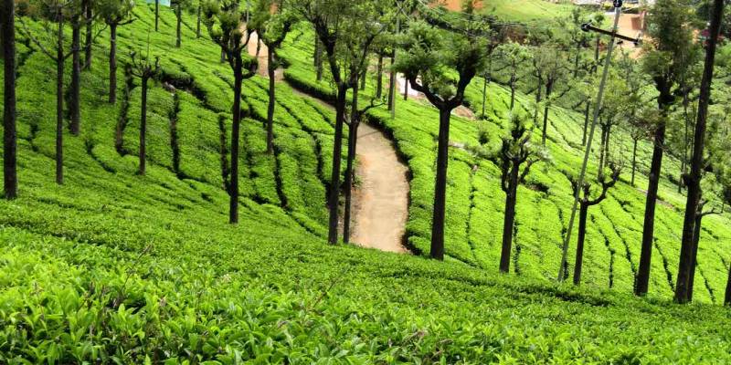 4 Nights 5 Days Bangalore Mysore and Ooty Tour Package