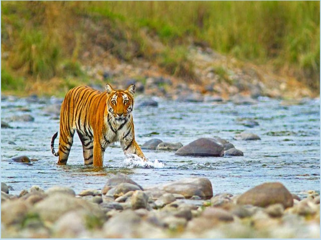 2 Night - 3 Days Jim Corbett Tour