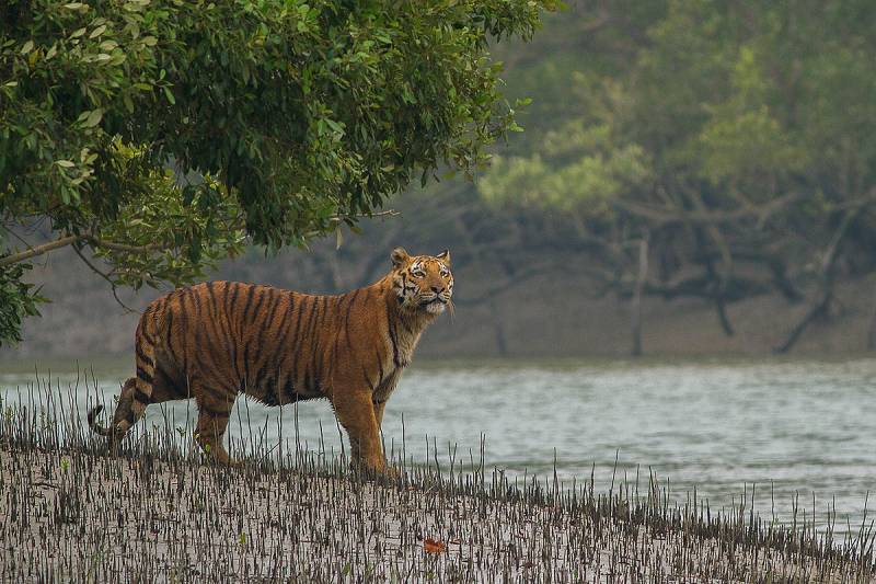 11 Days Kaziranga - Sunderban Tour