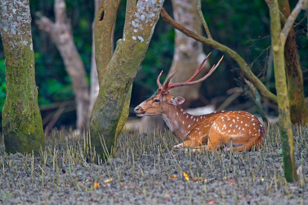 Sundarban Wildlife - Nature Tour