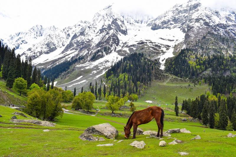 6 Nights - 7 Days Kashmir Tour Package From Jammu