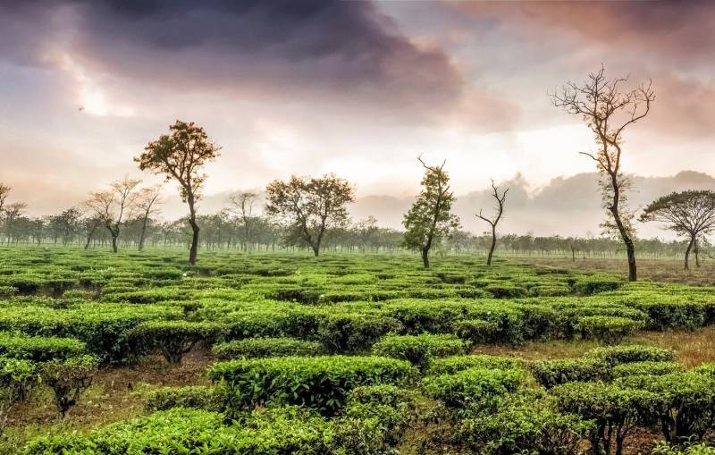 3 Night 4 Day Hill Top Darjeeling Package