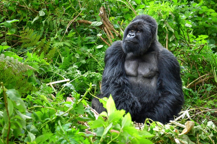 3Night - 4Days Rwanda Special Tour