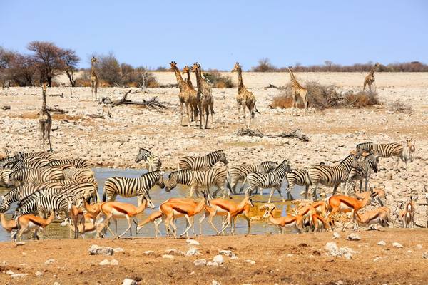 16 Day Namibia-Botswana-Victoria Falls Private Guided Safari Tour