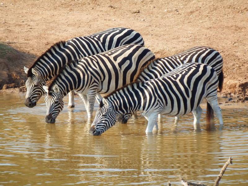 7Day The Best Of Tanzania Safari-Lake Eyasi-Oldonyo Lengai And Lake Natron Tour