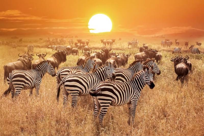 4 Day Tour Tarangire - Serengeti And Ngorongoro Crater