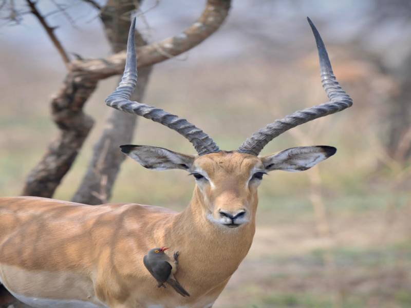 5 Day Group Joining Tour Tarangire - Manyara - Serengeti - Ngorongoro Crater