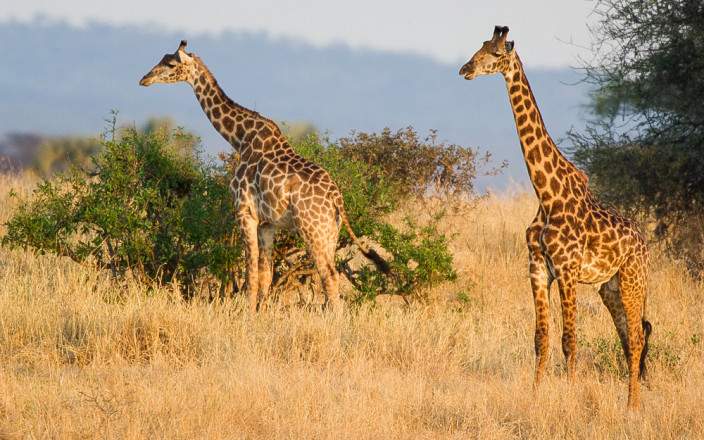 3-Day Serengeti & Ngorongoro Luxury Safari Tour