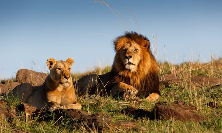 6Night - 7Days Masai Mara Safari Tour