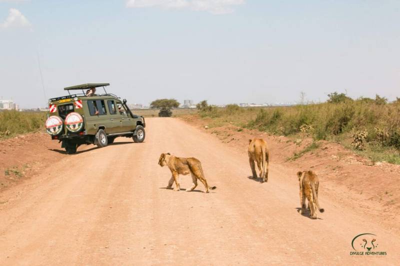 1Day Nairobi National Park - Group Safari Tours