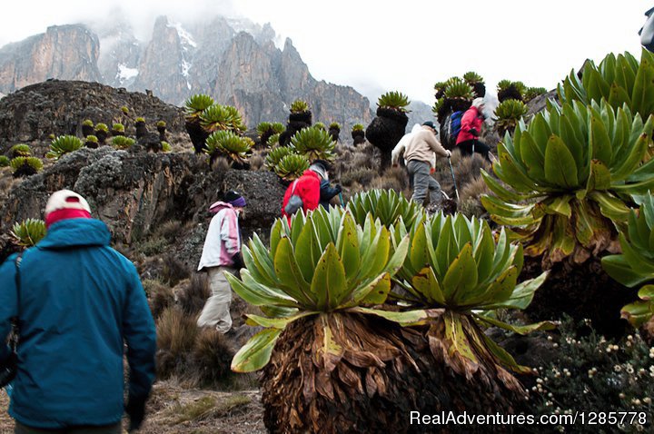 4 Days Mt. Kenya Trekking