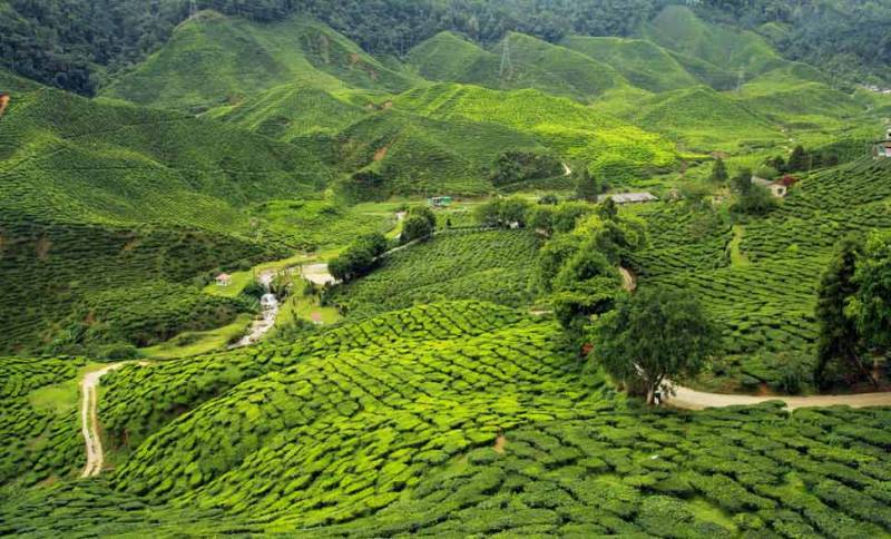 3N - 4D Assam Package