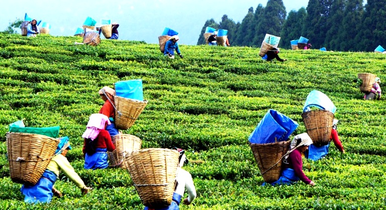 DISCOVER ASSAM