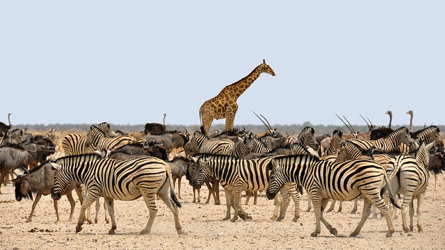5 Days 4 Nights Tarangire Serengeti Ngorongoro Crater &  Lake Manyara Safari