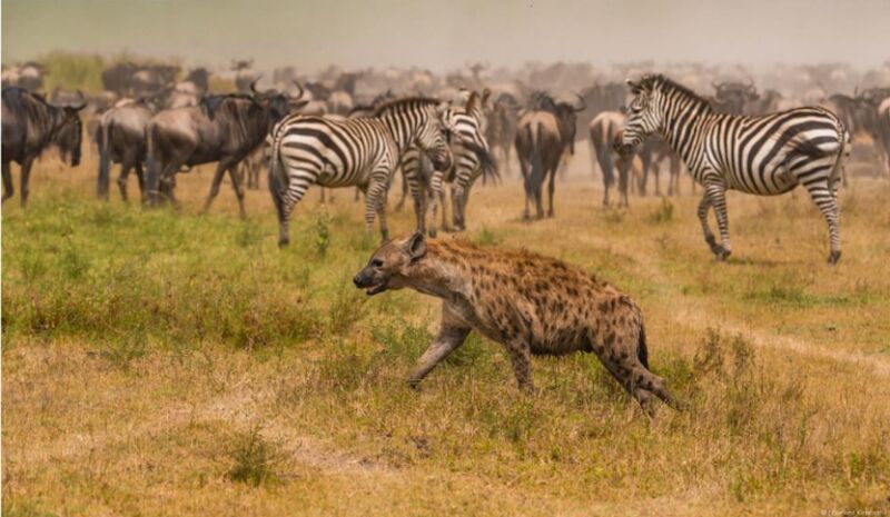 9 Days Zanzibar Island Holiday With Tanzania Safari Tour