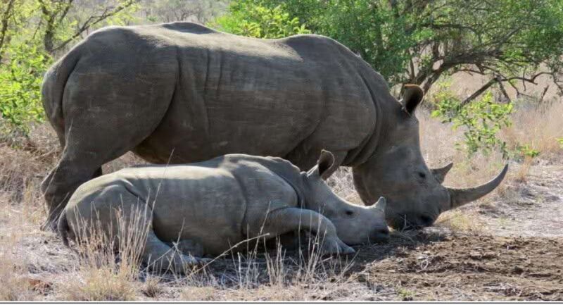 7 Days - 6 Nights Mt Kenya National Park Tour
