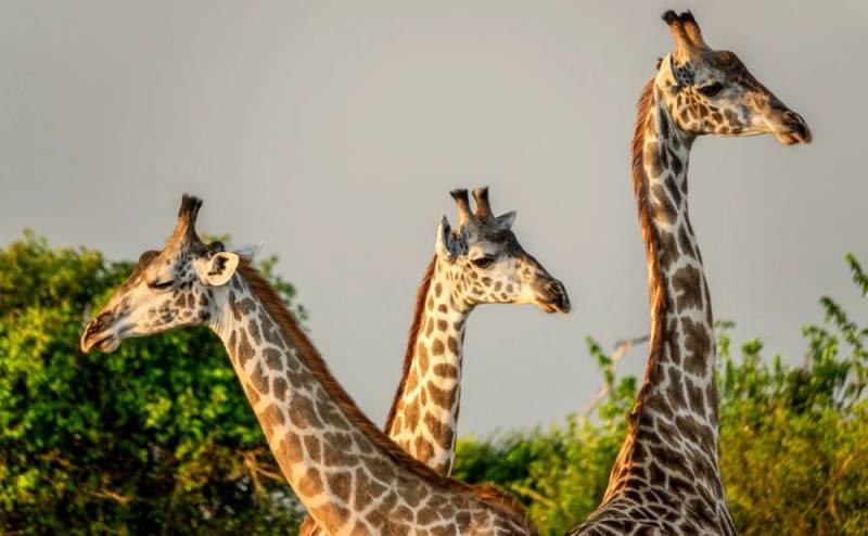 2 Days Nyerere National Park Safari Tour
