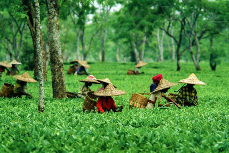 9-Day Assam Tour Package