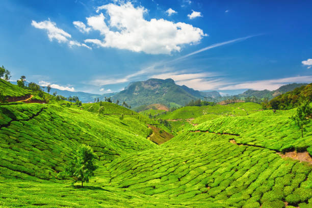Cochin - Munnar Tour Package 2 Night - 3 Days