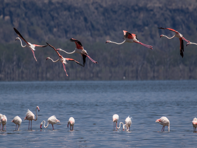 5 Days Kenya Safari Tour