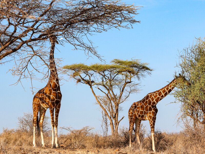 7 Day Tour Of Kenyan Parks