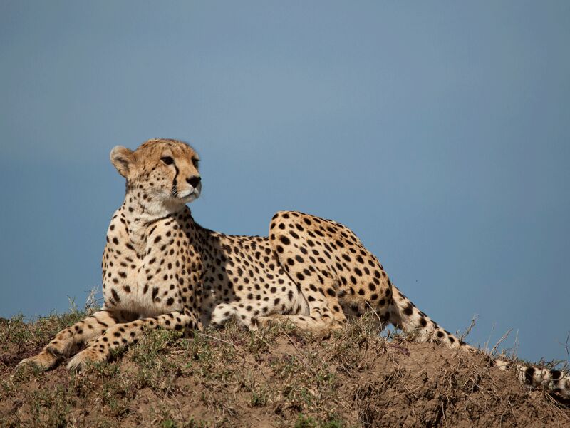 9 Day Luxury Big Kenya Safari Tour