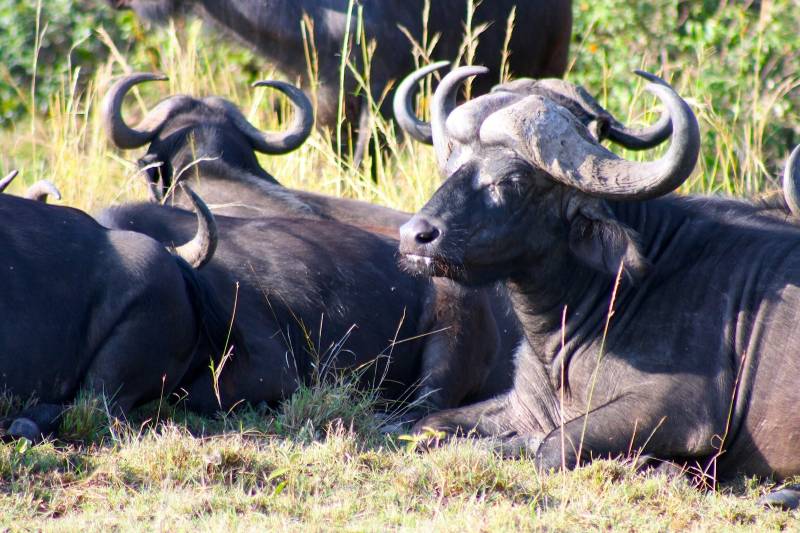 3 Day Masai Mara Safari - Joining Group Tour