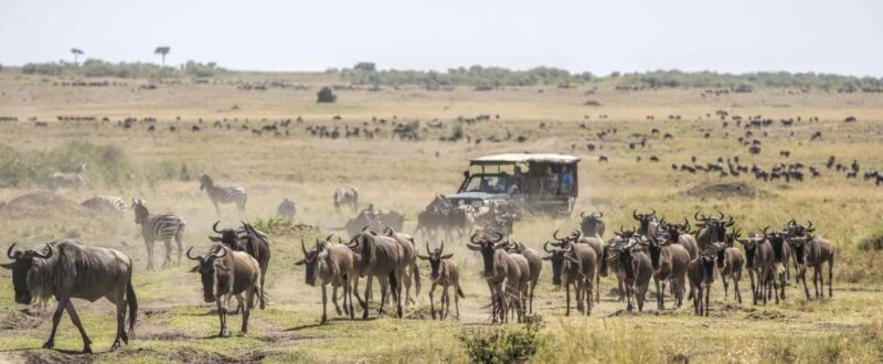 2-Day Maasai Mara Tour Package