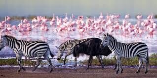 3-Day Itinerary For Lake Nakuru National Park Tour
