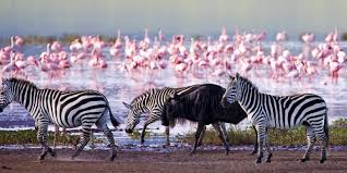 3-Day Itinerary For Lake Nakuru National Park Tour