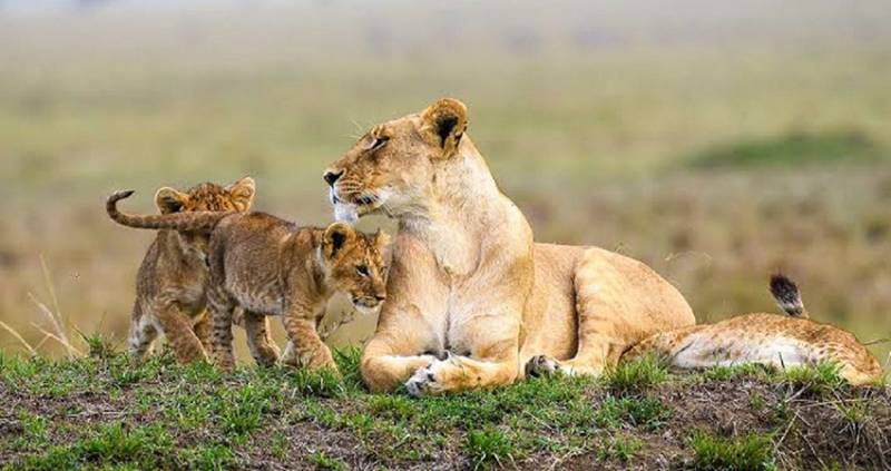 4 Days Kenya Safari Tour