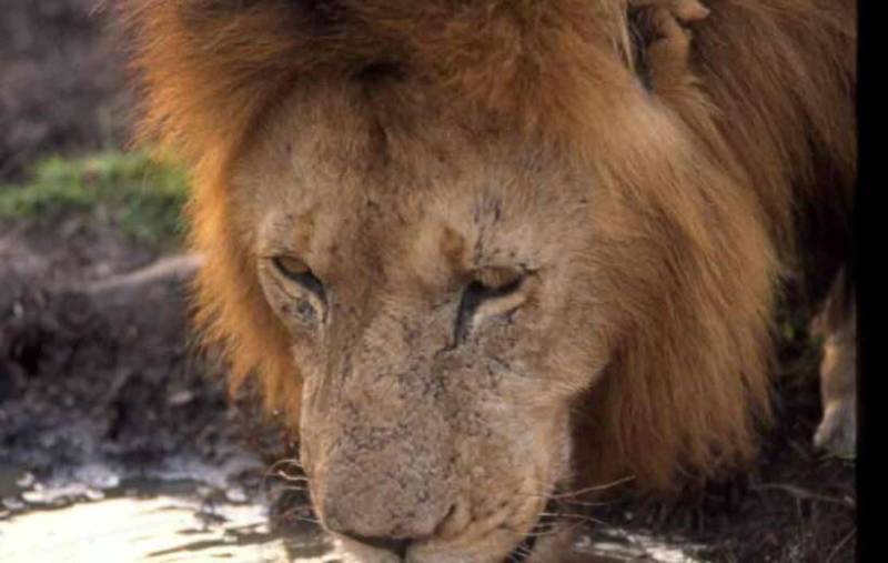 5-Day Naivasha - Lake Nakuru And Masai Mara Safari Tour